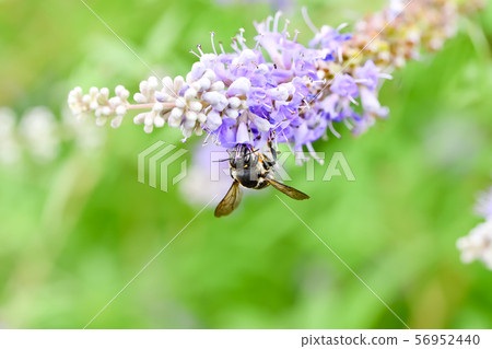 Tomon蜜蜂 56952440