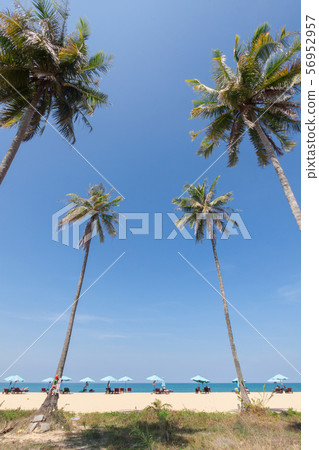 Chairs and umbrella Chairs and umbrella 56952957