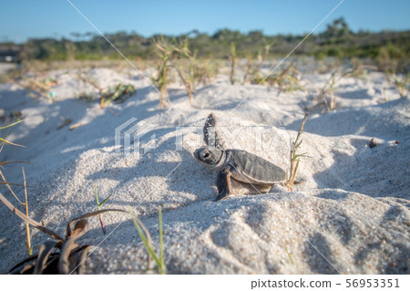 Baby Green sea turtle on the beach. Baby Green sea turtle on the beach. 56953351