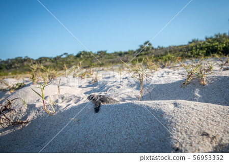 Baby Green sea turtle on the beach. 56953352