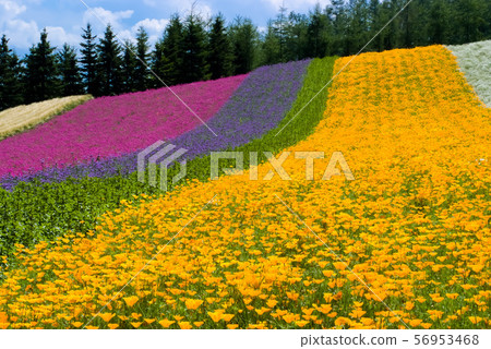Flower field at Tomita Farm in Nakafurano, Hokkaido Flower field at Tomita Farm in Nakafurano, Hokkaido 56953468