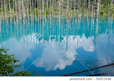 Blue pond in Biei town, Hokkaido Blue pond in Biei town, Hokkaido 56953486
