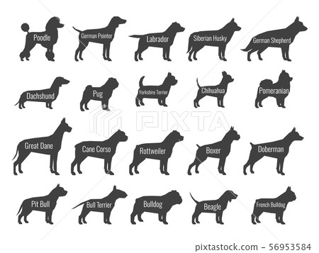 Black dog breeds vector silhouettes isolated on white background Black dog breeds vector silhouettes isolated on white background 56953584