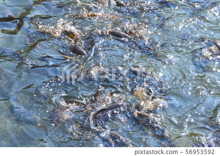 錦鯉游泳(Tomoe河(Uzumagawa)/櫪木縣栃木市) 錦鯉游泳(Tomoe河(Uzumagawa)/櫪木縣栃木市) 56953592