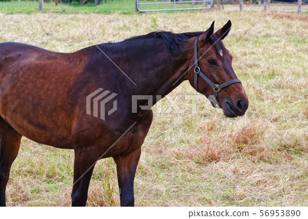 horse against meadow horse against meadow 56953890