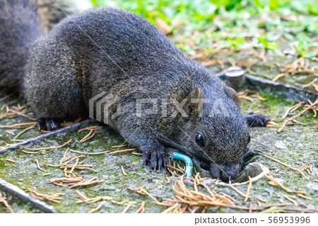 Taiwan squirrel Taiwan squirrel 56953996