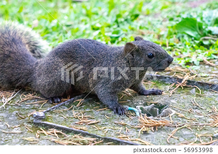 台灣松鼠 56953998