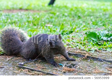 台灣松鼠 台灣松鼠 56953999