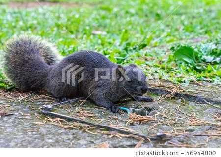 台灣松鼠 56954000