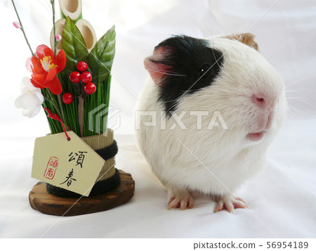 New Year of the guinea pig New Year of the guinea pig 56954189