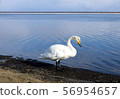 Swan of Lake Utonai 56954657