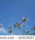 A growing flower, a crossing electric wire 56954687