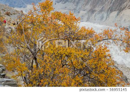 Shrub of wild dog rose or Rosa canina growth near Passu glacier 56955145