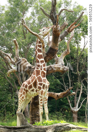 Giraffe  56955229