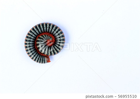 A brightly colored millipede 56955510