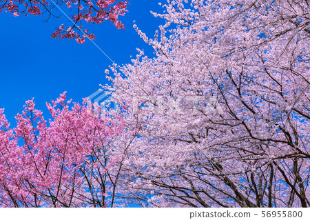 Cherry Blossoms	 56955800