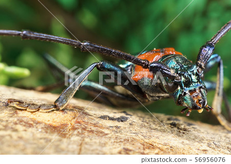 Macro anterior region of body caucasian beetle 56956076