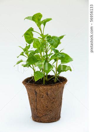 Watercress with Coconut coir fibre pot isolated on white background, Organic vegetables 56956133