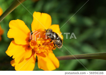 Close-up of inflorescence of yellow flower and fly Close-up of inflorescence of yellow flower and fly 56956188