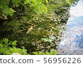 鯉魚在池塘里 56956226