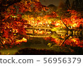 秋葉點亮 56956379