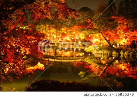 秋葉點亮 56956379