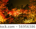 秋葉點亮 56956386