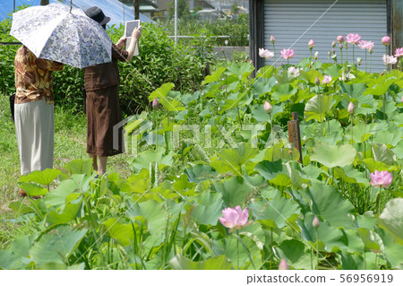 拍攝與片劑的婦女蓮花 56956919