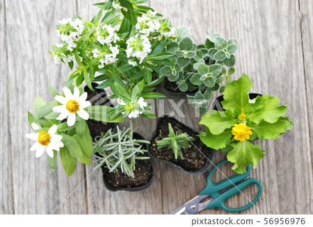 gardening  56956976