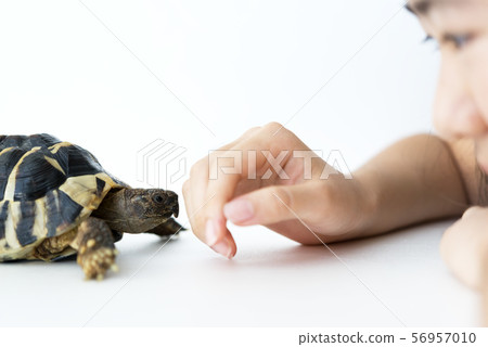 Girl and pet tortoise 56957010
