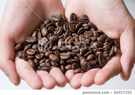 Coffee beans, roasting, woman, palm, hand, coffee mill 56957205