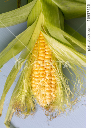 sweet raw uncooked corn with leaves isolated on blue background, space for text 56957826