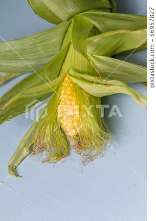 sweet raw uncooked corn with leaves isolated on blue background, space for text 56957827