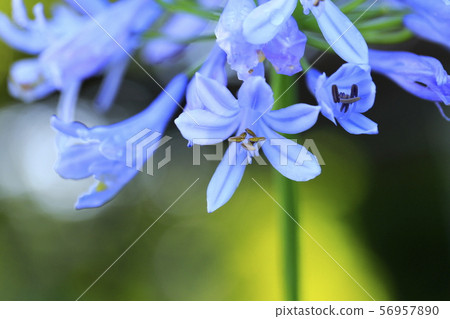 Agapanthus after rain Agapanthus after rain 56957890