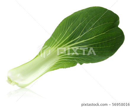 Bok Choy or Chinese cabbage isolated on white 56958016