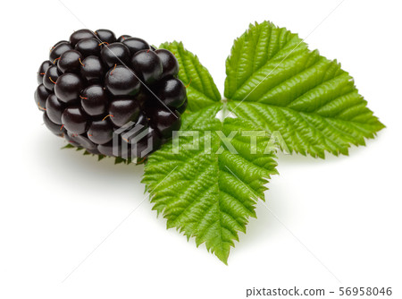 Fresh blackberry with leaves isolated on white Fresh blackberry with leaves isolated on white 56958046