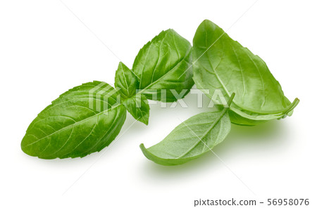 Green basil leaves isolated on white 56958076