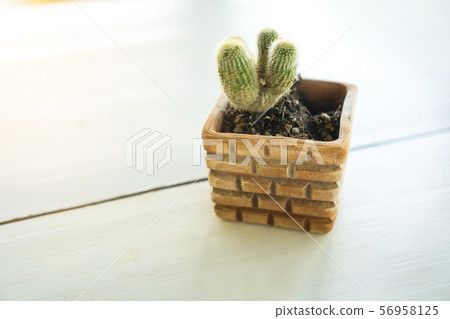 Cactus trees in pots on a wooden table 56958125