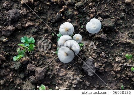 Mushrooms are weeds that grow in vegetable plots. 56958126