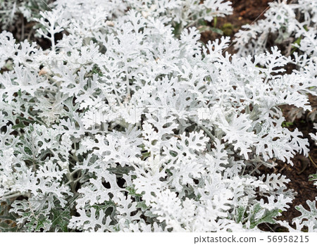 Closeup of the silver ragwoort. 56958215