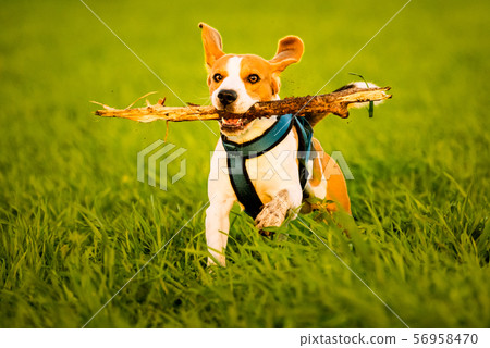 A Beagle dog running with a stick in its mouth in A Beagle dog running with a stick in its mouth in 56958470