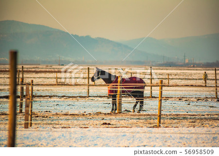 Brown horse covered with a blanket on a snow in 56958509