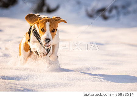 A Beagle dog running in a field in covered in 56958514