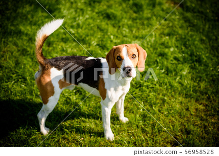Beagle dog on a grass in park garden outdoors Beagle dog on a grass in park garden outdoors 56958528