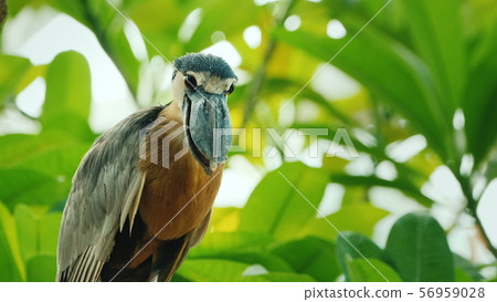 Boat billed heron sitting in the branches of a tree Boat billed heron sitting in the branches of a tree 56959028
