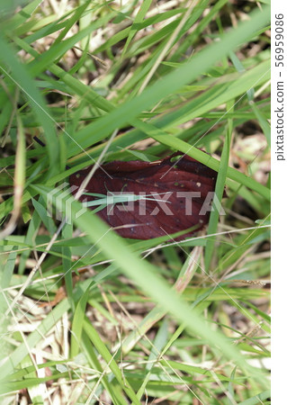 一隻最終被捕的蚱蜢（在草叢中被誤解） 56959086