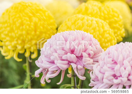Oikawa's chrysanthemum flower 56959865