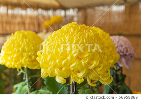 Yellow large chrysanthemum 56959869