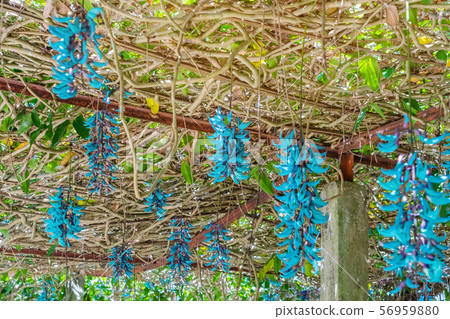 Beautiful blue purple of Tiger claw flowers 56959880