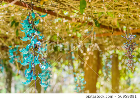 Beautiful blue purple of Tiger claw flowers Beautiful blue purple of Tiger claw flowers 56959881